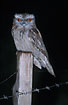 Frogmouth searching for prey at night time