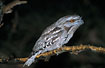 Frogmouth at night
