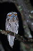 Frogmouth at night time