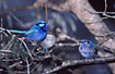 Fairy-wrens - singing male with female and a male eclipse