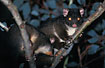 The rare and endangered Western Ringtail Possum - mother with young