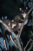 The rare and endangered Western Ringtail Possum - mother with young showing the grabbing tails