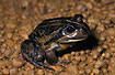Photo ofWestern Banjo Frog / Pobblebonk (Limnodynastes dorsalis). Photographer: 