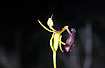 The spectacular Hammer Orchid (Drakaea sp.)