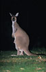 Kangaroo with joey in the pouch