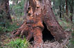 A gigantic "Tingle tree" (Eucalyptus sp.)
