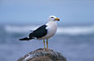 Photo ofPacific Gull (Larus pacificus). Photographer: 