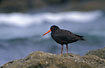 Sooty Oystercatcher at a rocky shore