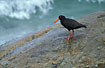 Sooty Oystercatcher at the rocky sea shore