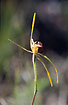 Photo ofWhite Spider Orchid/ Common Spider Orchid (Caladenia longicauda/Caladenia patersonii). Photographer: 