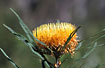 Photo ofShowy Dryandra (Dryandra formosa). Photographer: 