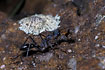 Photo ofBull Ant (Myrmecia sp.). Photographer: 