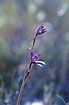 Photo ofPurple Enamel Orchid (Elythranthera brunonis). Photographer: 