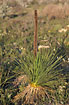 The special Grass Tree
