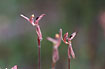 Photo ofZebra Orchid (Caladenia cairnsiana). Photographer: 