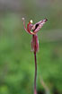 Photo ofZebra Orchid (Caladenia cairnsiana). Photographer: 
