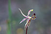 Photo ofCommon Dragon Orchid (Drakonorchis barbarossa). Photographer: 