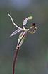 Photo ofCommon Dragon Orchid (Drakonorchis barbarossa). Photographer: 
