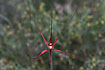Blood Spider Orchid