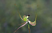 Photo ofGreen Spider Orchid/ Fringed Mantis Orchid (Caladenia falcata). Photographer: 