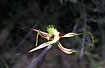 The strangely shaped Mantis Orchid