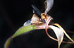 Spider Orchid with strangled dead fly