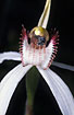 Spider Orchid with trapped insect