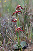 The orchid "Red Beaks"