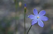 Photo ofMany-flowered Orthrosanthus (Orthrosanthus multiflorus). Photographer: 