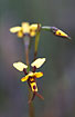 Photo ofBee Orchid (Diuris laxiflora). Photographer: 