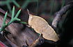 An Australian grashopper