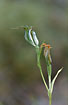 Photo ofJug Orchid/ Jug Greenhood (Pterostylis recurva). Photographer: 