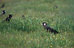 A group of Black-Cockatoos fourages in the tall grass