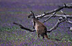 Young kangaroo in flower vegetation