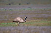 Emu on a grassy plain