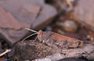 Camouflaged grashopper