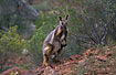The beautifully coloured Yellow-footed Rock Wallaby in the middle of the day