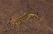 Centipede fleeing underground