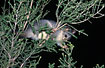 Photo ofCommon Brushtail Possum (Trichosurus vulpecula). Photographer: 