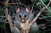 Close-up of a Common Brushtail Possum