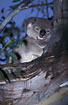 Koala recently woken from its long daysleep