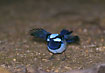 Superb Fairy-wren - male stretching its wings