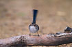 Superb Fairy-wren - female with feather in her mouth and a waggling tail