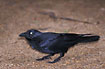 Australian Raven up close