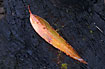 Leave from a Eucalypt in red and yellow colours