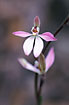 Photo ofTiny Caladenia (Caladenia pusilla). Photographer: 