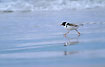 Hooded Plover leaping on the wet beach