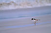 Hooded Plover at the beach with incoming wawe
