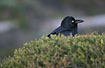 Australian Raven behind vegetation