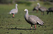 A group of the locally common Cape Barren geese
